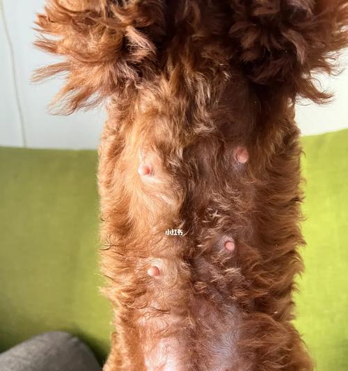 泰迪怀孕最早症状揭秘(探寻泰迪宝宝即将降临的先兆)(图3) 泰迪怀孕最早症状揭秘(探寻泰迪宝宝即将降临的先兆)(图3)