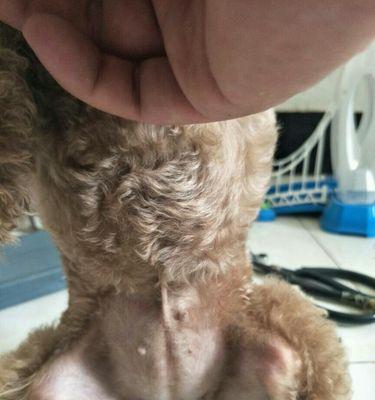 泰迪怀孕最早症状揭秘（探寻泰迪宝宝即将降临的先兆） - 新生家伴