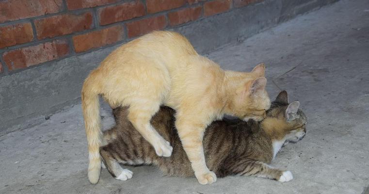 选择适合抓老鼠的猫咪(猫咪品种及特性介绍,优选抓老鼠的猫咪品种和方法)(图2) 选择适合抓老鼠的猫咪(猫咪品种及特性介绍,优选抓老鼠的猫咪品种和方法)(图2)