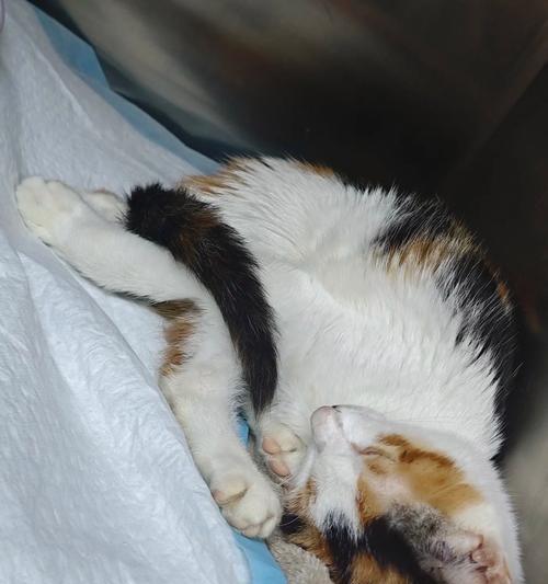 动物舔的奥秘（探索动物舔行为的原因和意义）(图1)