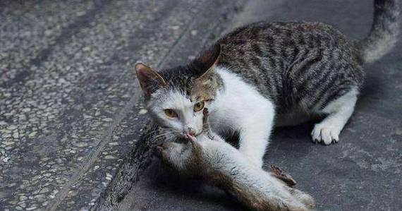 选择适合抓老鼠的猫咪(猫咪品种及特性介绍,优选抓老鼠的猫咪品种和方法)(图3) 选择适合抓老鼠的猫咪(猫咪品种及特性介绍,优选抓老鼠的猫咪品种和方法)(图3)