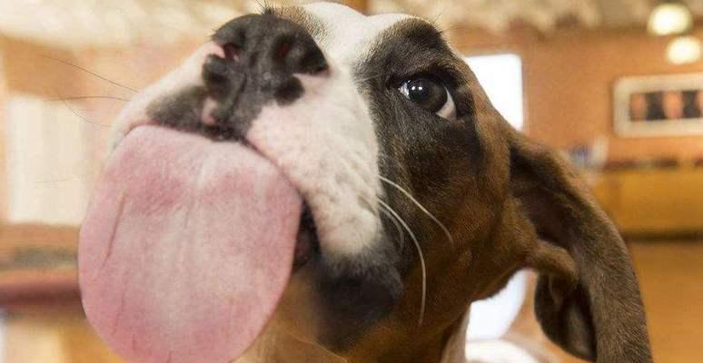 动物舔的奥秘（探索动物舔行为的原因和意义）(图2)