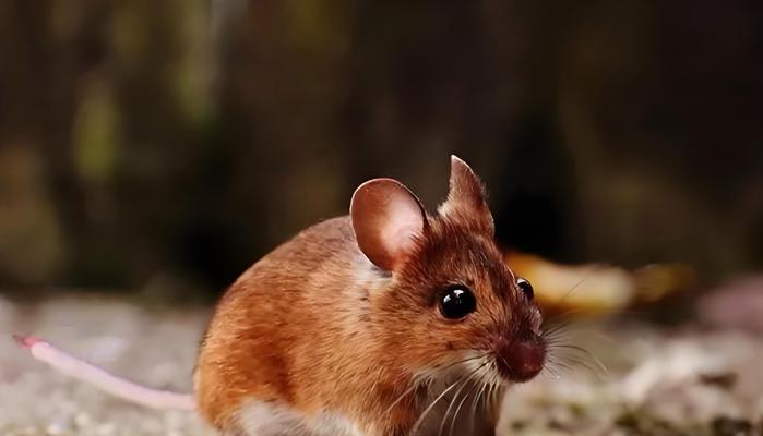 选择适合抓老鼠的猫咪（猫咪品种及特性介绍，优选抓老鼠的猫咪品 - 新生家伴