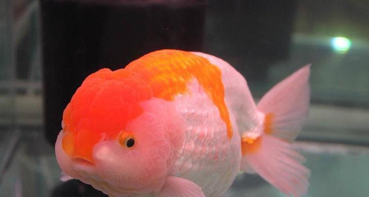 金鱼不会游了，是什么病？（探究金鱼不会游的原因及治疗方法） - 新生家伴