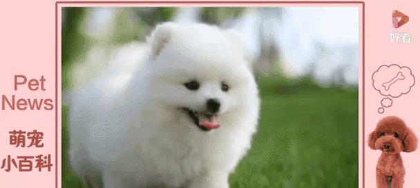 女生养狗的好选择（探讨女生养狗的理由和适合女生的狗种）(图2)