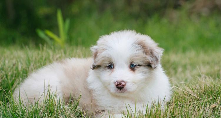 丁香边牧(以智慧、忠诚和活力闻名的丁香边牧犬)(图2) 丁香边牧(以智慧、忠诚和活力闻名的丁香边牧犬)(图2)