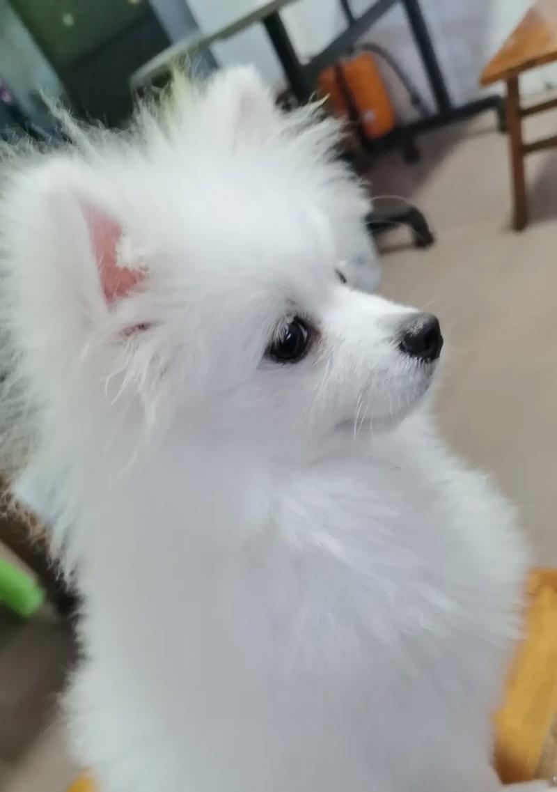 女生养狗的好选择（探讨女生养狗的理由和适合女生的狗种） - 新生家伴