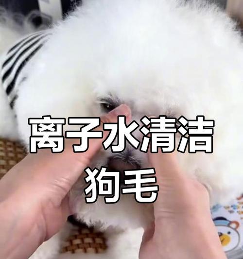 有效解决狗的泪痕问题的食物（以狗吃什么除泪痕？探究营养与健康的）(图1)