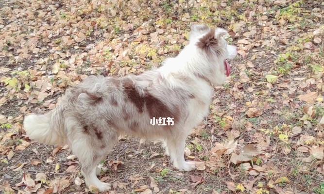 丁香边牧(以智慧、忠诚和活力闻名的丁香边牧犬)(图3) 丁香边牧(以智慧、忠诚和活力闻名的丁香边牧犬)(图3)