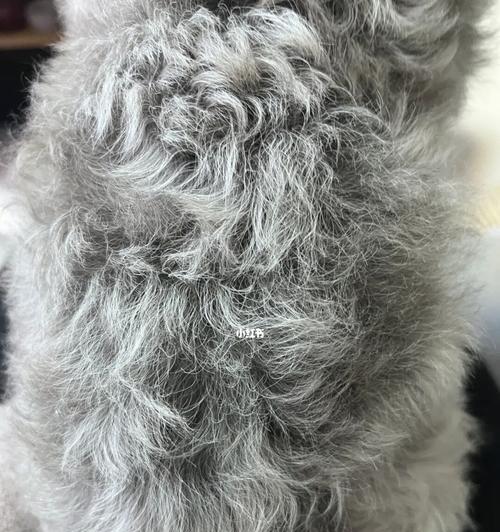《灰色泰迪的华丽转变》（从普通灰色到返灰为主，探索泰迪毛发的变化之旅）(图1)