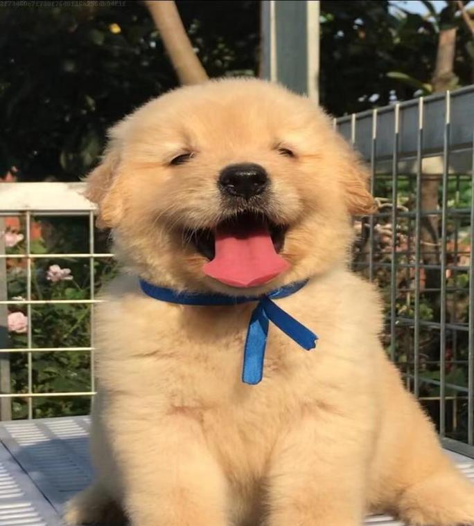 金毛狗幼崽的毛色之谜(探索金毛狗幼崽毛色的奥秘)(图2) 金毛狗幼崽的毛色之谜(探索金毛狗幼崽毛色的奥秘)(图2)