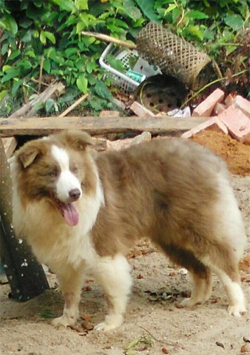 丁香边牧（以智慧、忠诚和活力闻名的丁香边牧犬） - 新生家伴