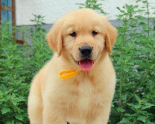 金毛狗幼崽的毛色之谜(探索金毛狗幼崽毛色的奥秘)(图3) 金毛狗幼崽的毛色之谜(探索金毛狗幼崽毛色的奥秘)(图3)