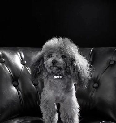 《灰色泰迪的华丽转变》（从普通灰色到返灰为主，探索泰迪毛发的变化之旅）(图3)