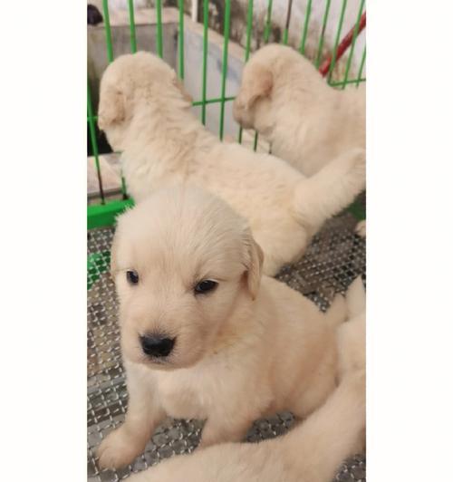 金毛狗幼崽的毛色之谜（探索金毛狗幼崽毛色的奥秘） - 新生家伴