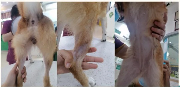 克维舒抗菌病例 | 一例犬跳蚤叮咬性皮炎（FAD）的病例分析(图7)
