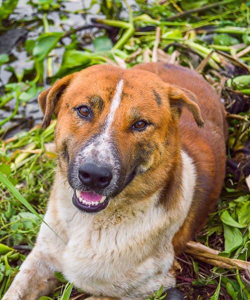 狗狗两个月得了犬瘟病，注意这些症状！（详细了解犬瘟的常见症状与治疗方法）(图1)