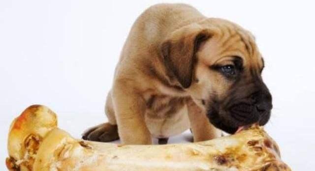 小狗受伤后如何处理？（选择正确的药物来帮助小狗恢复健康） - 新生家伴