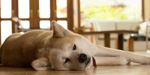 如何帮助你的狗狗克服恐惧（狗狗不知道在害怕什么东西？这是如何 - 新生家伴