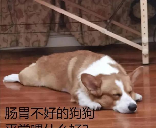 狗狗肠胃不好怎么办？（探讨狗狗肠胃问题的原因及解决办法）(图2)