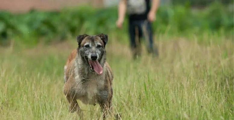 老血狗的含义及象征意义（传承与忠诚的化身——老血狗的内涵与价值）(图3)