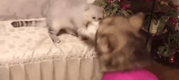 大狗生完吃点什么东西怎么办？（为你的宠物提供适当的饮食和护理 - 新生家伴