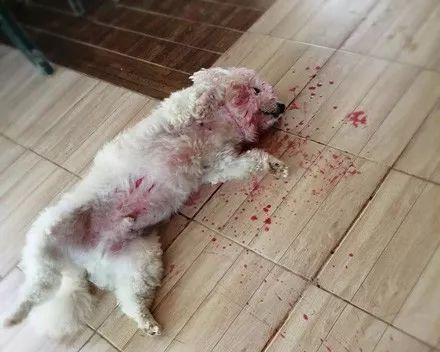 老血狗的含义及象征意义（传承与忠诚的化身——老血狗的内涵与价 - 新生家伴