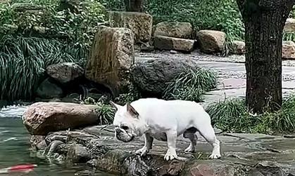 狗狗不能吃的食物（鱼类食物）(图2)