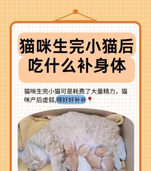 龙猫怀孕后饮食指南(图2)