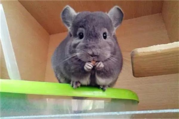 怎么区分龙猫年龄？ - 新生家伴