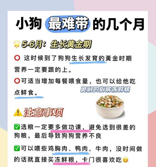 狗狗的饮食营养指南（探究狗狗每周应食用的营养食物）(图1)