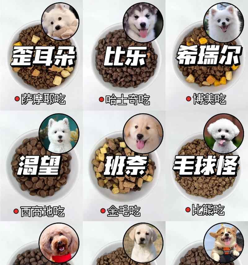 狗狗的饮食营养指南（探究狗狗每周应食用的营养食物）(图2)