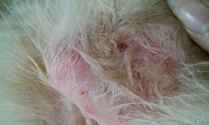 金毛犬常见疾病大揭秘(了解如何预防和治疗金毛犬的常见疾病)(图2) 金毛犬常见疾病大揭秘(了解如何预防和治疗金毛犬的常见疾病)(图2)