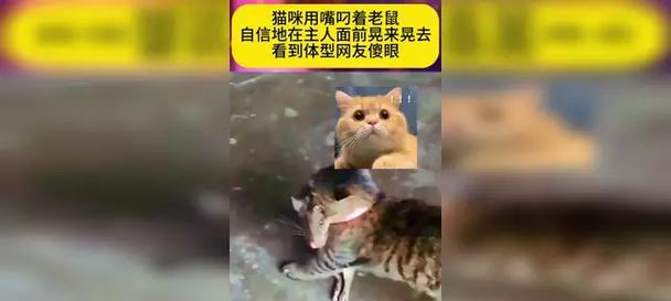 猫攻击前晃动之谜（探寻猫为何攻击前会进行晃动的原因） - 新生家伴