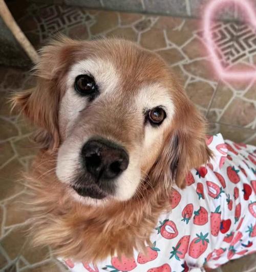 金毛犬常见疾病大揭秘（了解如何预防和治疗金毛犬的常见疾病） - 新生家伴