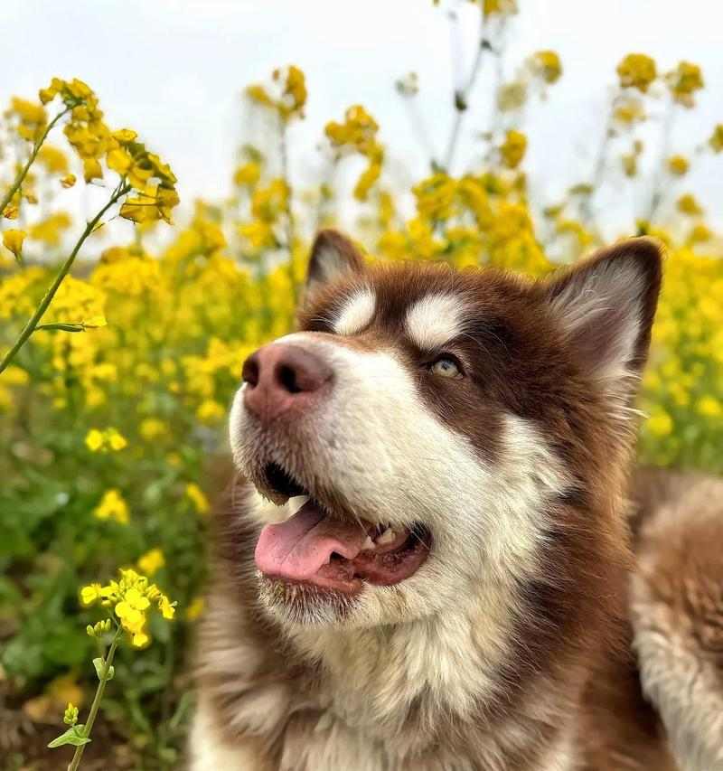 一个狗的故事——扭的奇幻冒险（一只狗的勇敢与坚持） - 新生家伴