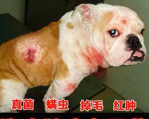以幼犬预防皮肤病,哪种药物更好?(选择适合幼犬的药物预防皮肤病是关键)(图3) 以幼犬预防皮肤病,哪种药物更好?(选择适合幼犬的药物预防皮肤病是关键)(图3)