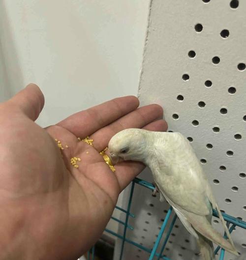 小鸟的饮食习惯及营养需求（探索小鸟食物链的奥秘） - 新生家伴