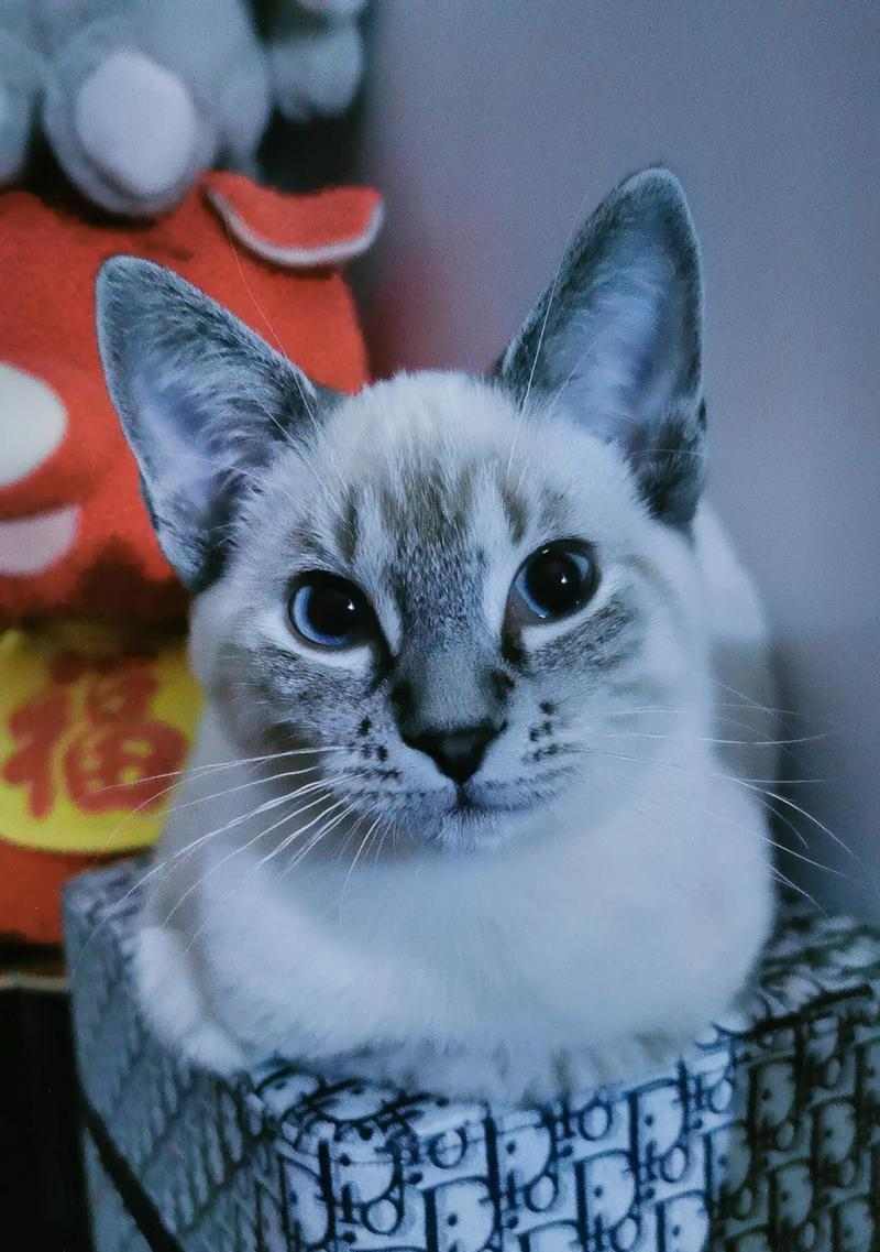 重点色猫与其他猫种的搭配之美（以重点色的猫为主角，探索不同猫 - 新生家伴