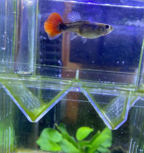 野外孔雀鱼的饮食习惯及营养需求(探索孔雀鱼的饮食偏好与健康生长关系的研究)(图2) 野外孔雀鱼的饮食习惯及营养需求(探索孔雀鱼的饮食偏好与健康生长关系的研究)(图2)