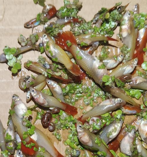 野外孔雀鱼的饮食习惯及营养需求(探索孔雀鱼的饮食偏好与健康生长关系的研究)(图1) 野外孔雀鱼的饮食习惯及营养需求(探索孔雀鱼的饮食偏好与健康生长关系的研究)(图1)