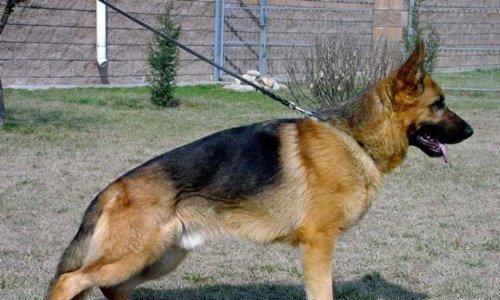 以西德犬的饮食与个子（了解以西德犬的食物偏好，提升个子生长质量）(图2)