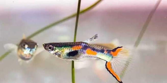 野外孔雀鱼的饮食习惯及营养需求(探索孔雀鱼的饮食偏好与健康生长关系的研究)(图3) 野外孔雀鱼的饮食习惯及营养需求(探索孔雀鱼的饮食偏好与健康生长关系的研究)(图3)