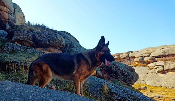 以西德犬的饮食与个子（了解以西德犬的食物偏好，提升个子生长质 - 新生家伴