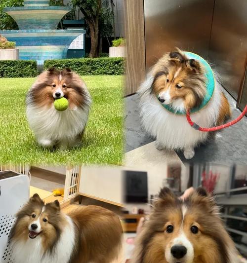 揭秘狗狗屁股为何会变红（探寻狗狗屁股红的原因及解决办法）(图1)