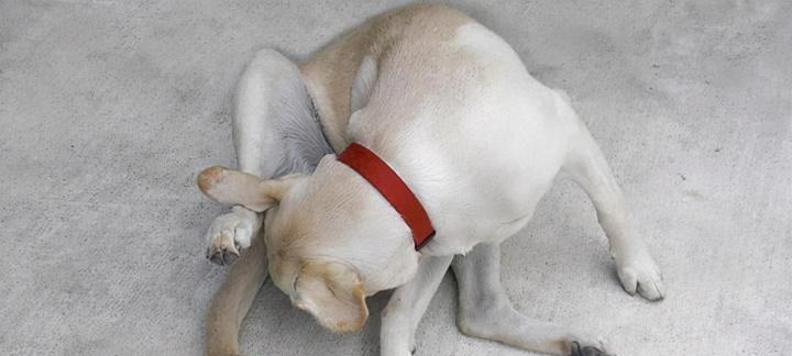 狗狗舔尿道的原因与危害(探究狗狗舔尿道的动机及其可能导致的健康问题)(图2) 狗狗舔尿道的原因与危害(探究狗狗舔尿道的动机及其可能导致的健康问题)(图2)