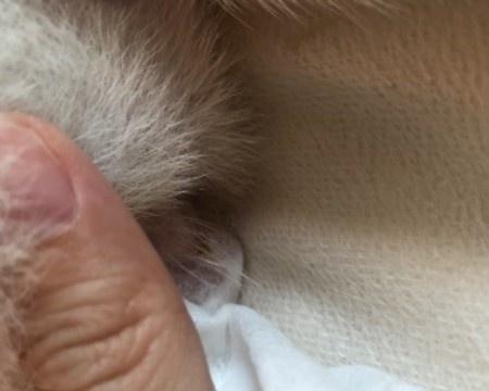 狗狗舔尿道的原因与危害（探究狗狗舔尿道的