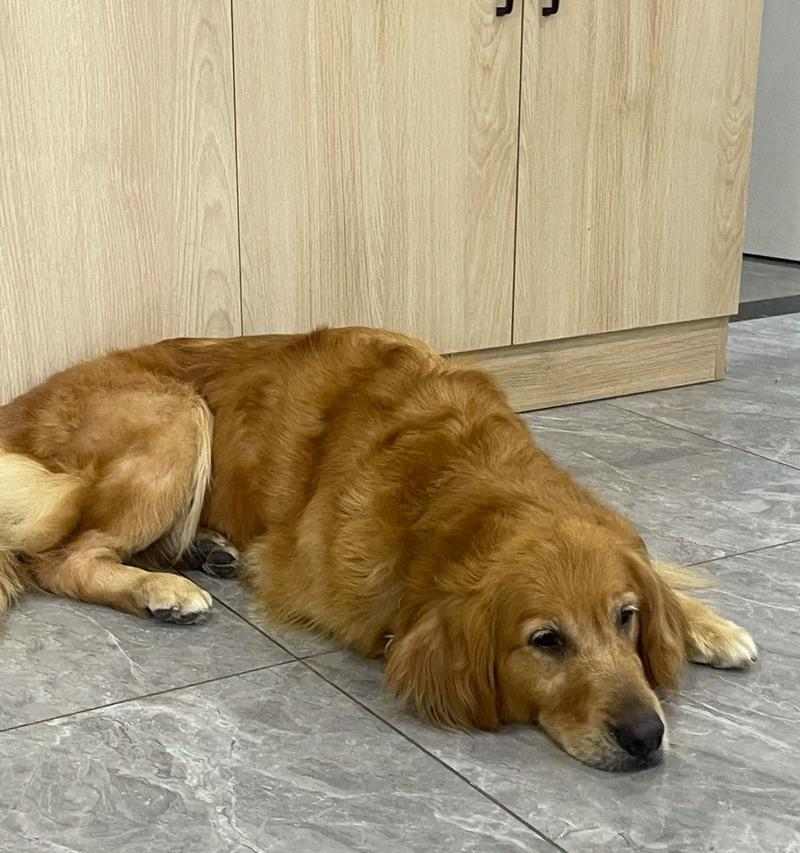 金毛小狗狗的魅力与特点（探索金毛小狗狗的可爱与活泼——一只迷人的家庭宠物）(图2)