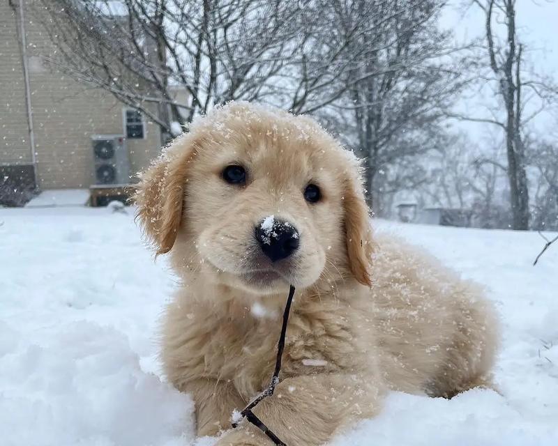 金毛小狗狗的魅力与特点（探索金毛小狗狗的