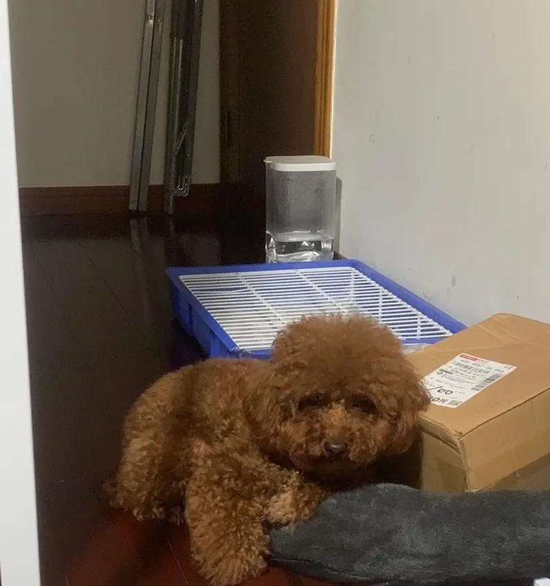 狗桃子发炎的症状及治疗方法(狗桃子发炎的原因、症状和预防措施)(图2) 狗桃子发炎的症状及治疗方法(狗桃子发炎的原因、症状和预防措施)(图2)